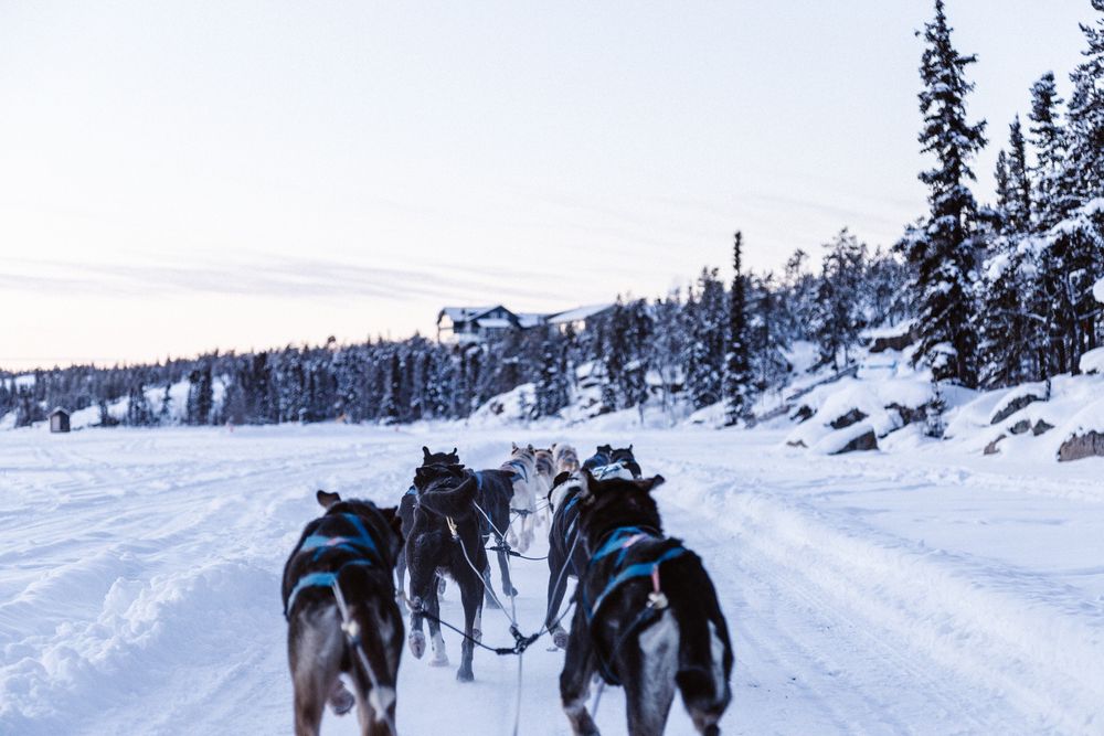 Snow Dogs